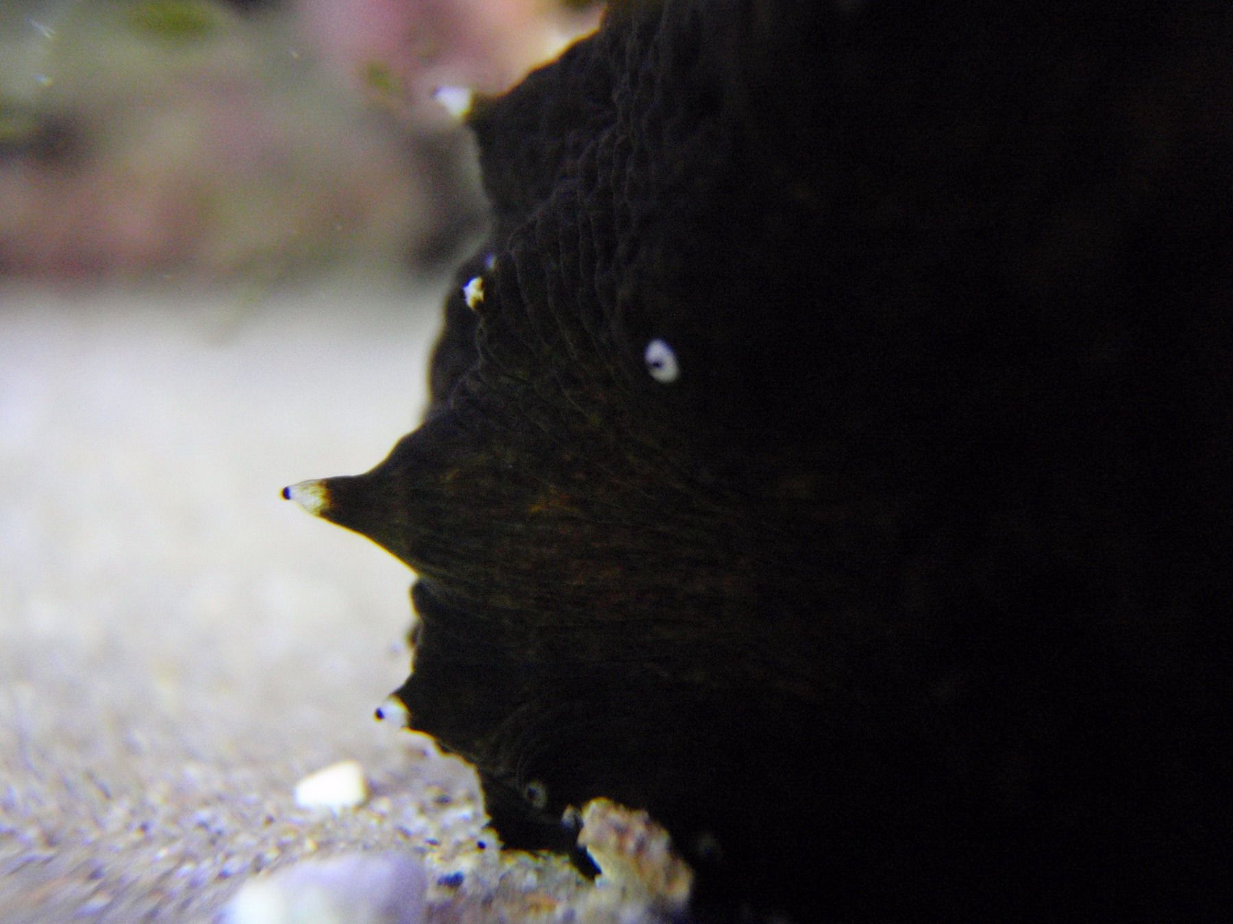 Holothuria forskali